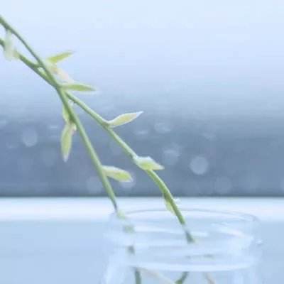 少年宝莲灯九游版下载